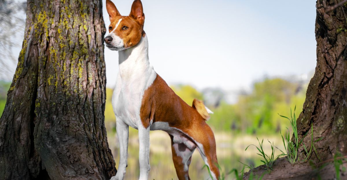 Basenji