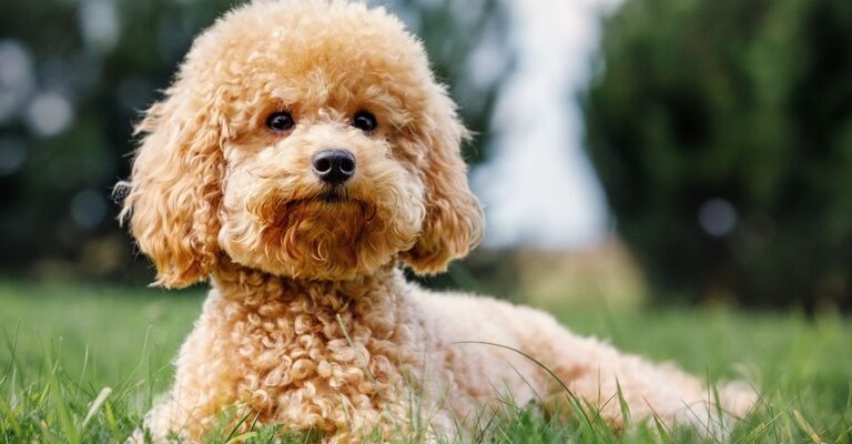 barboncino sul prato