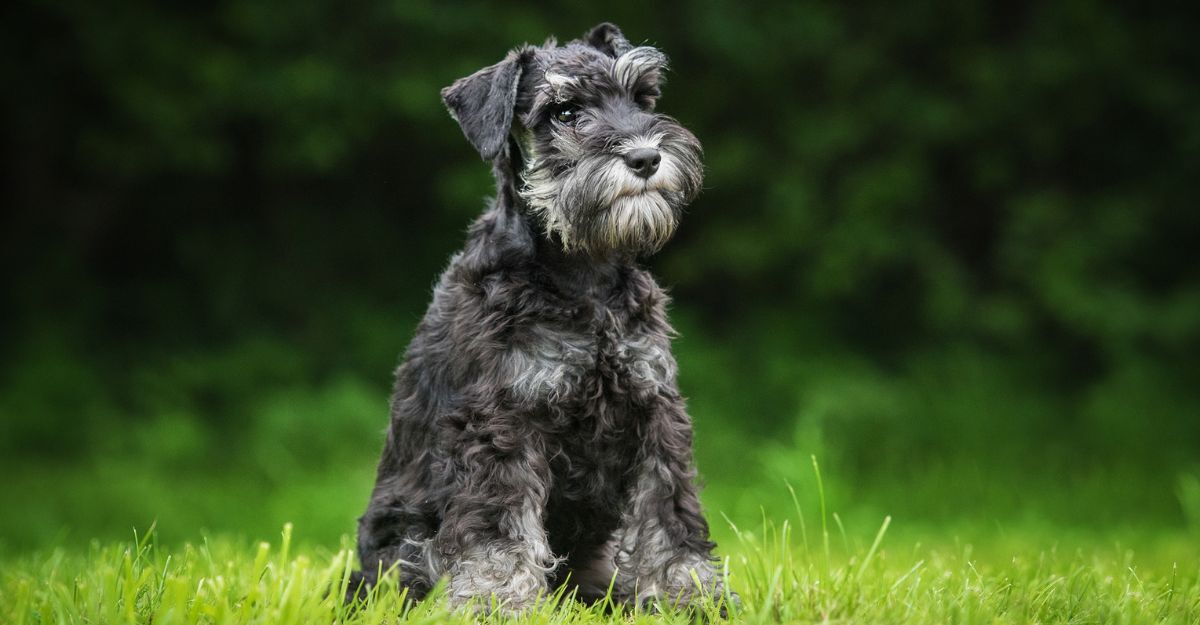 Schnauzer