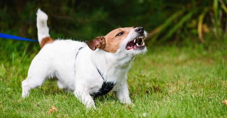 cane aggressivo cane al guinzaglio, abbaia arrabbiato