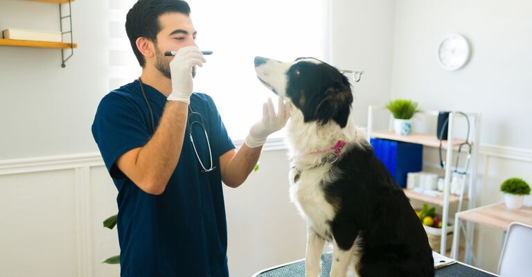 cane dal veterinario