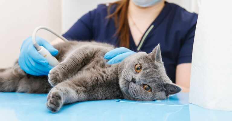 gatto in visita dal veterinario