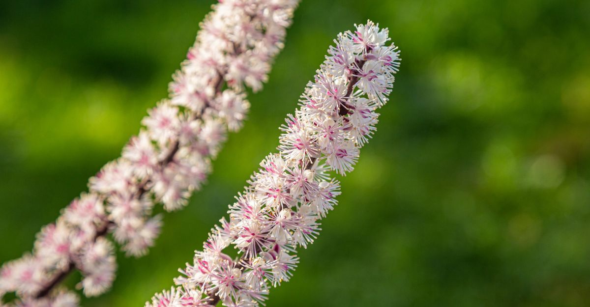 Una pianta di Cimicifuga