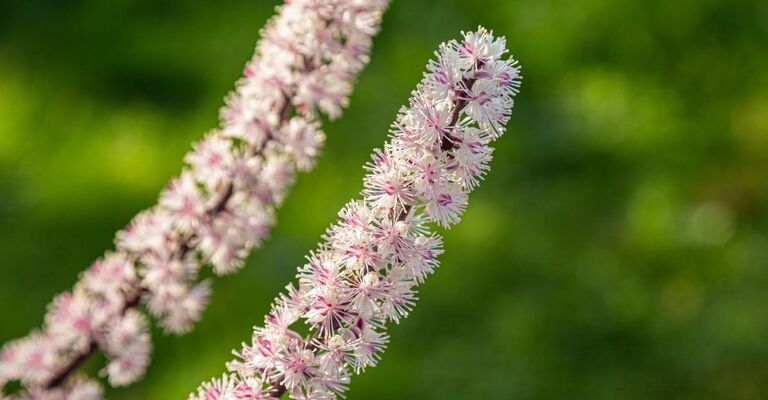 Una pianta di Cimicifuga