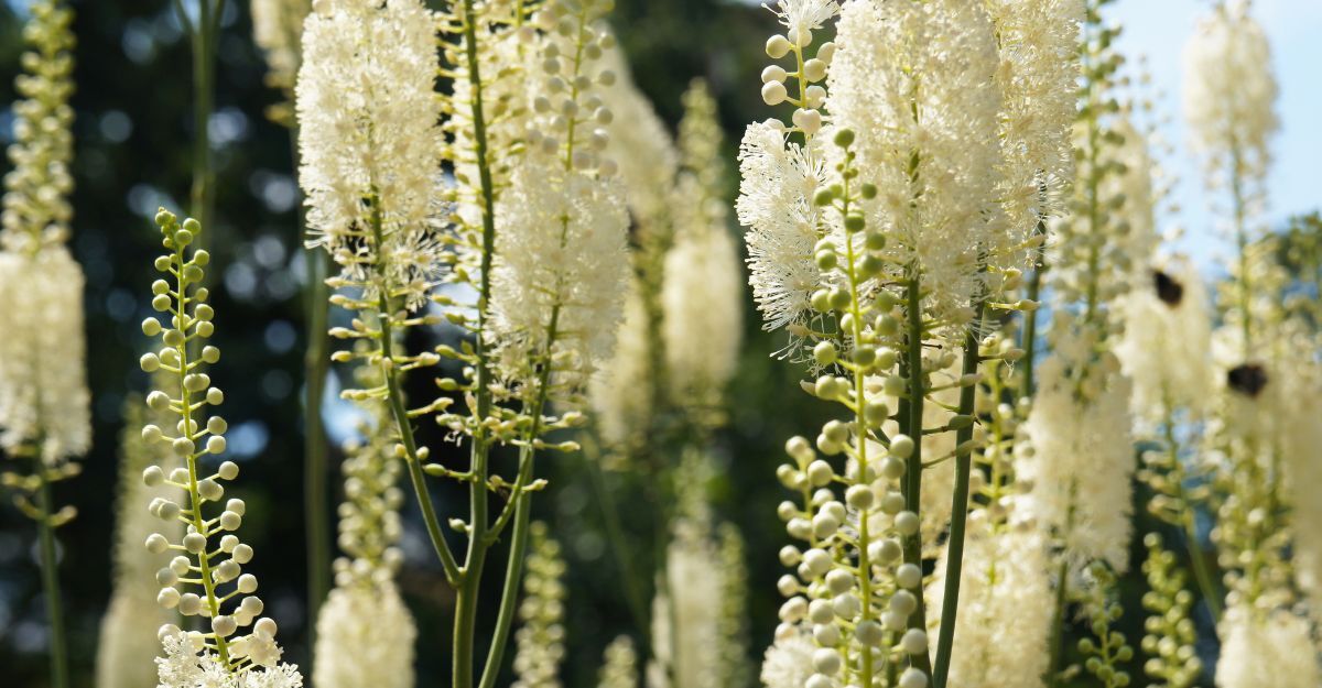 Una pianta di Cimicifuga