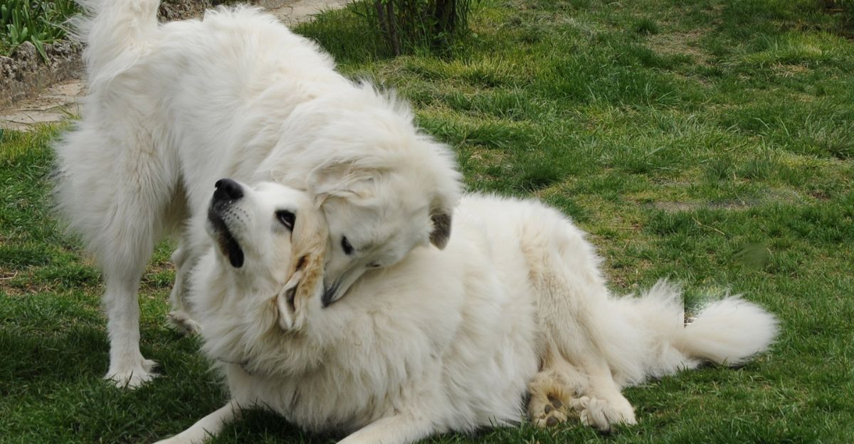 Due cani che giocano con uno che morde l'altro
