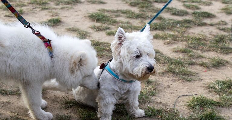 Un cane che ignora un altro cane