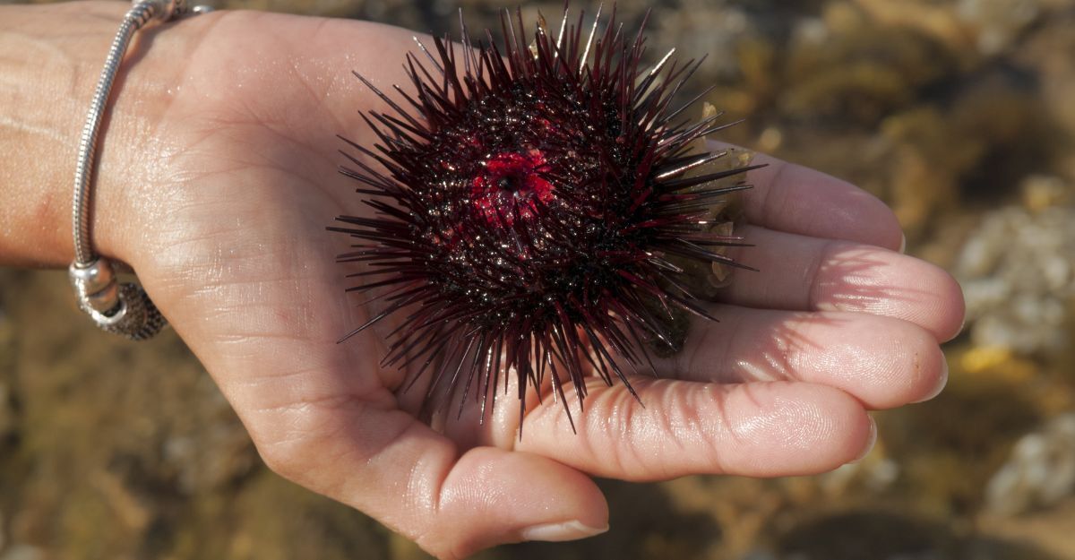 Mano con riccio di mare