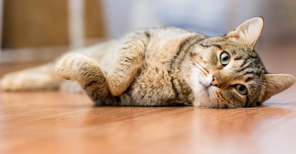 gatto sdraiato sul pavimento