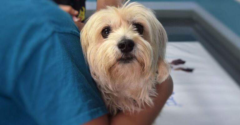 Una cane dal veterinario