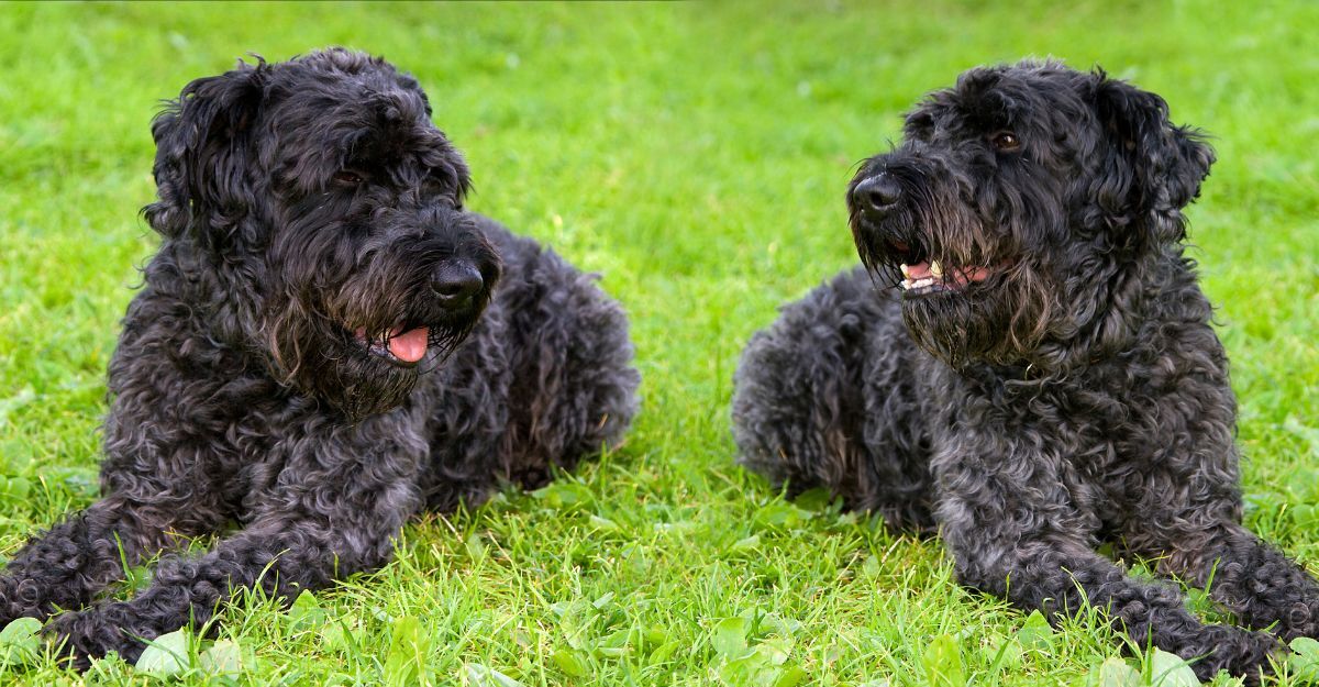 Kerry Blue Terrier