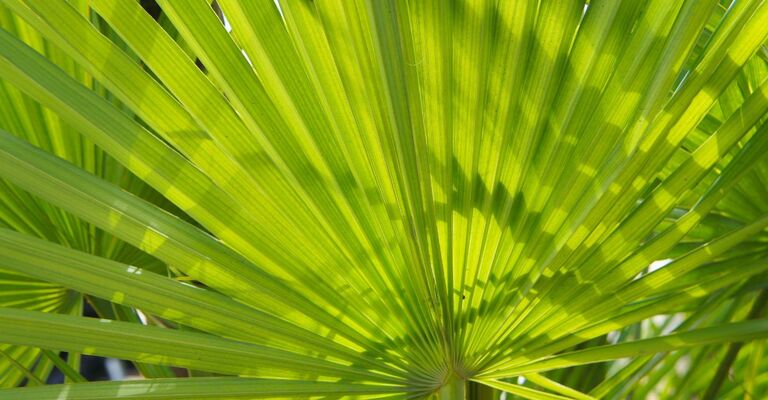 Una pianta di Serenoa Repens