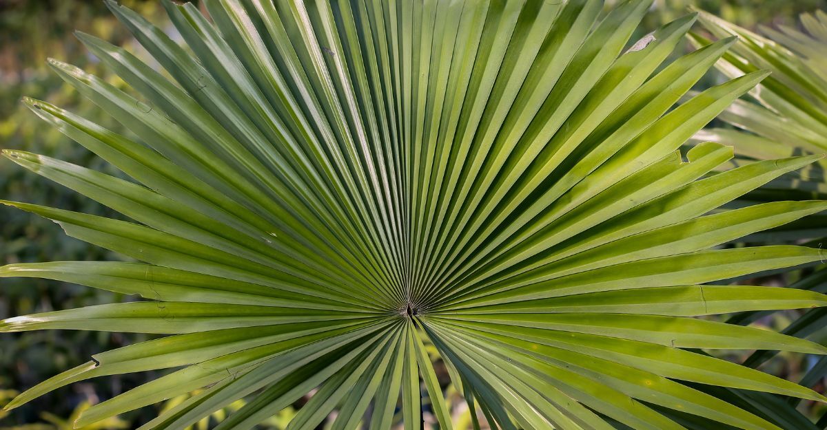 Una pianta di Serenoa Repens