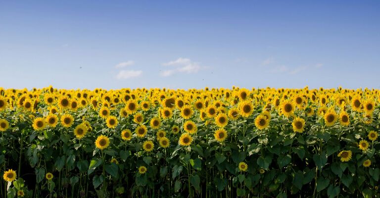Distesa di girasoli in un campo