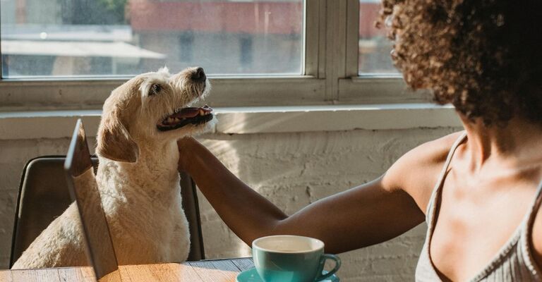 Cane che viene accarezzato dalla padrona