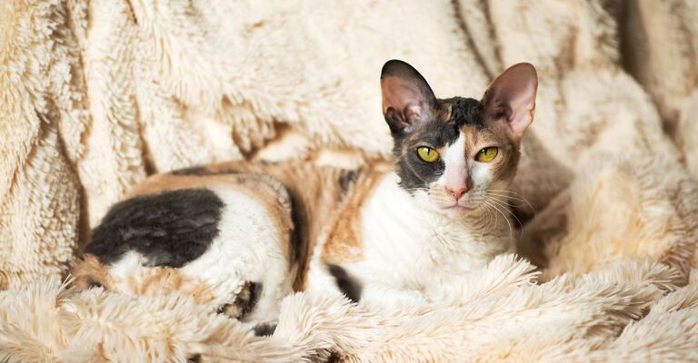 Gatto Cornish Rex sdraiato su una coperta