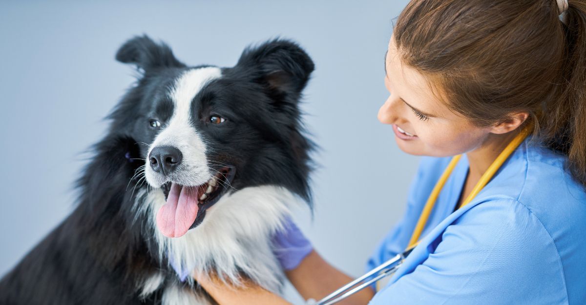 Un cane dal veterinario