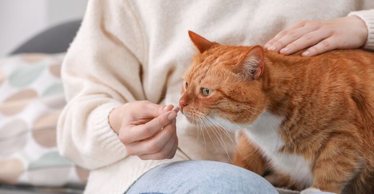 fatto prende antistaminico dalla padrona