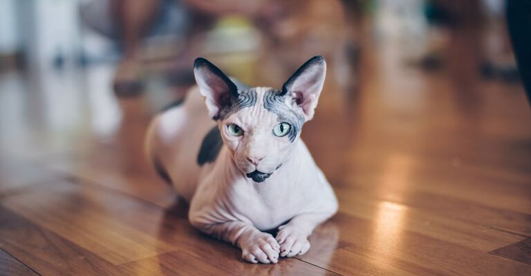 Gatto Sphynx seduto per terra