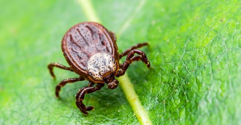 zecca-marginata_su_una_foglia