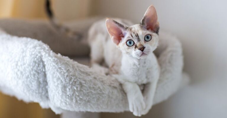 Devon Rex bianco su una cuccia sospesa