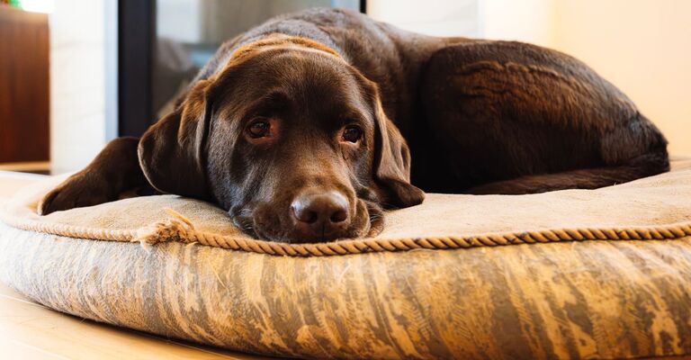labrador riposa sul suo cuscino