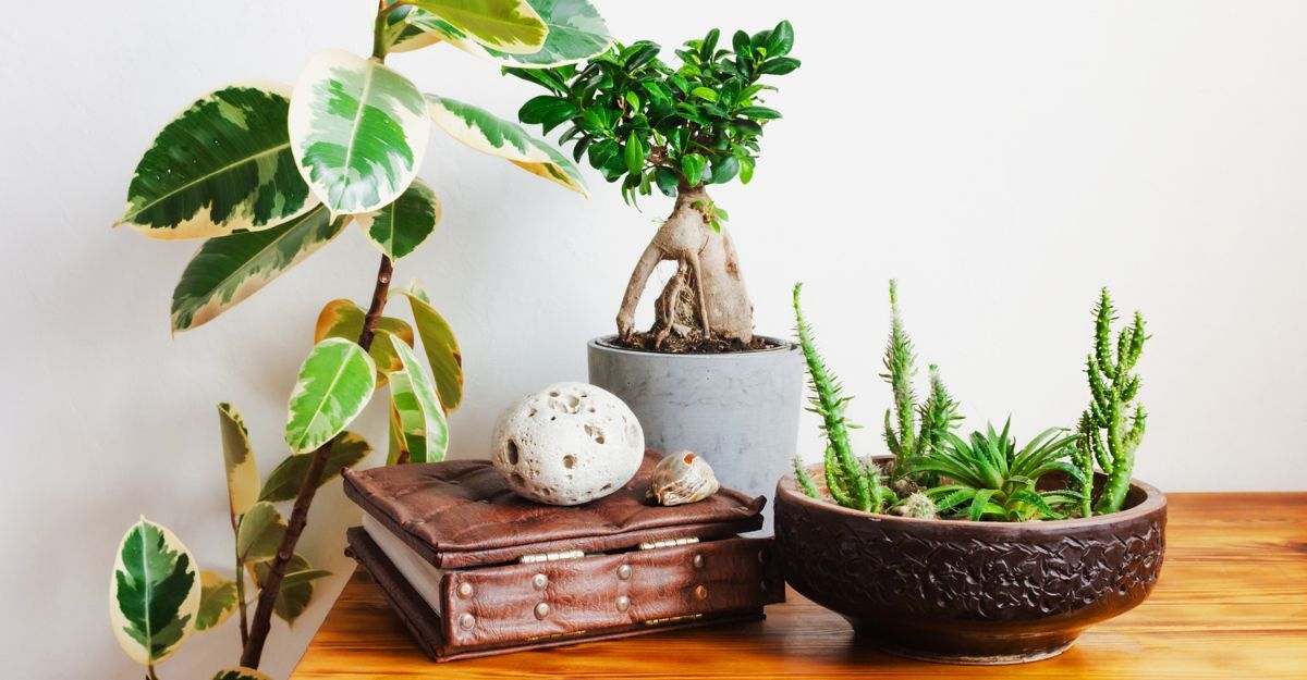 Bonsai su un mobile vicino ad altre piante