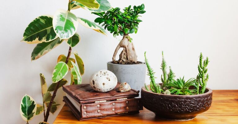 Bonsai su un mobile vicino ad altre piante