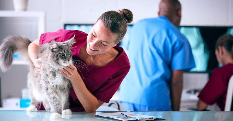 Veterinaria che si prende cura di un gatto
