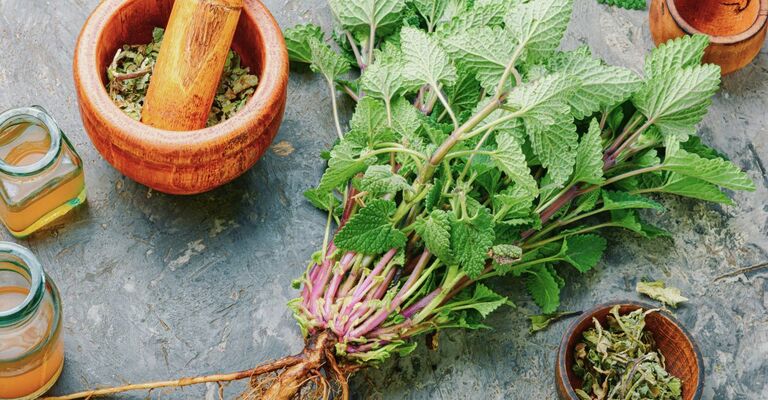 Pianta di melissa con mortaio vicino e ampolline con olio essenziale