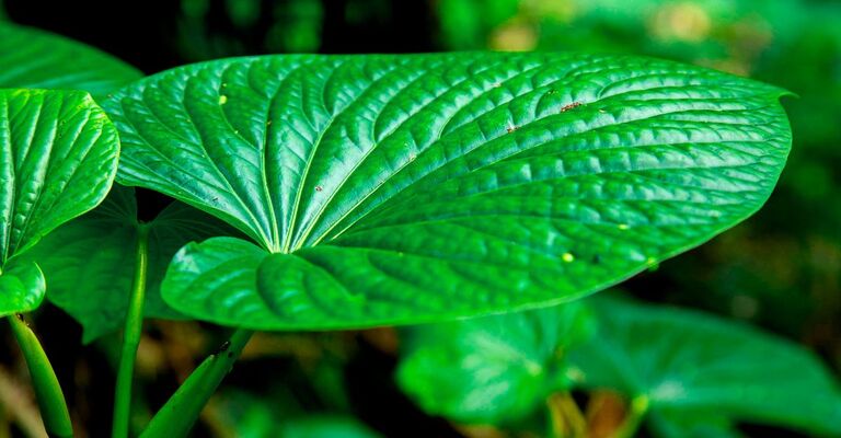 Una pianta di Kava Kava