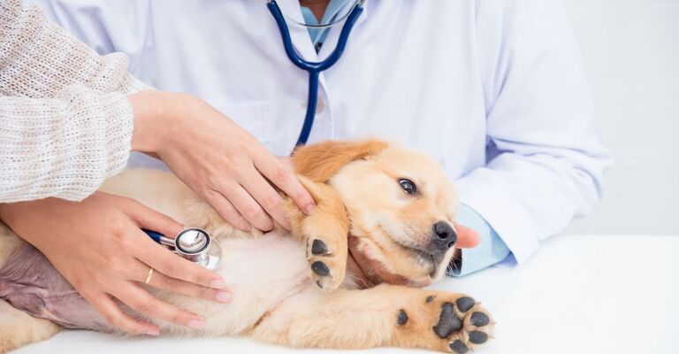 cucciolo di labrador dal veterinario