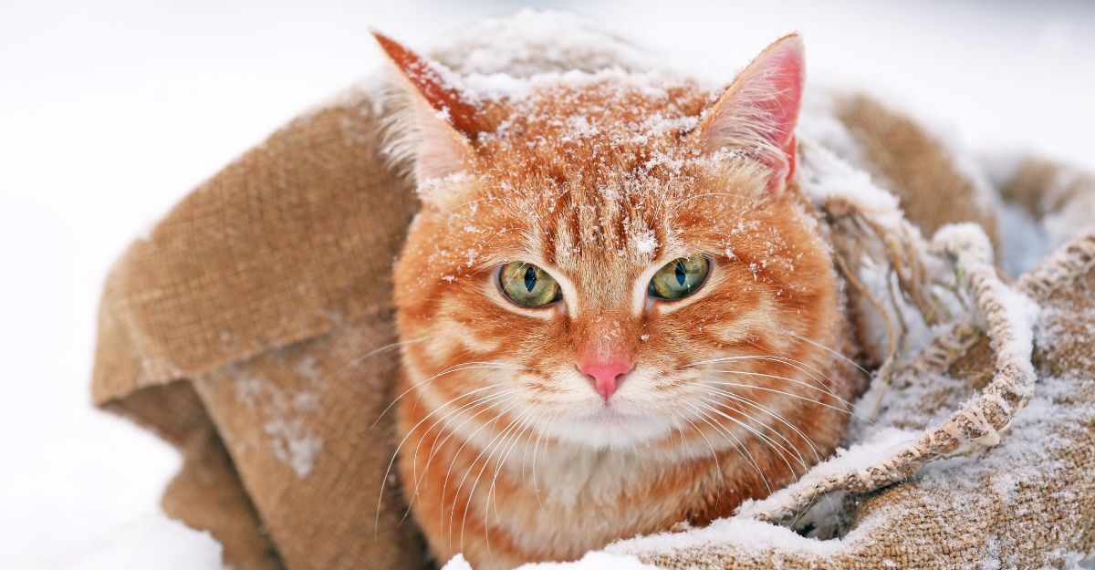 Un gatto nella neve