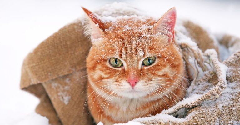 Un gatto nella neve