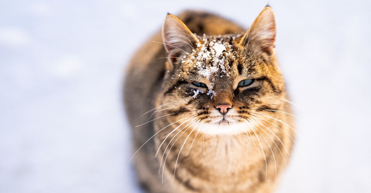 Un gatto nella neve