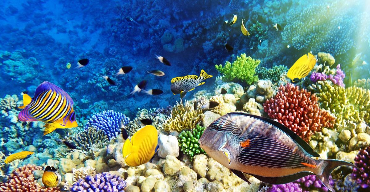 pesci colorati in un acquario