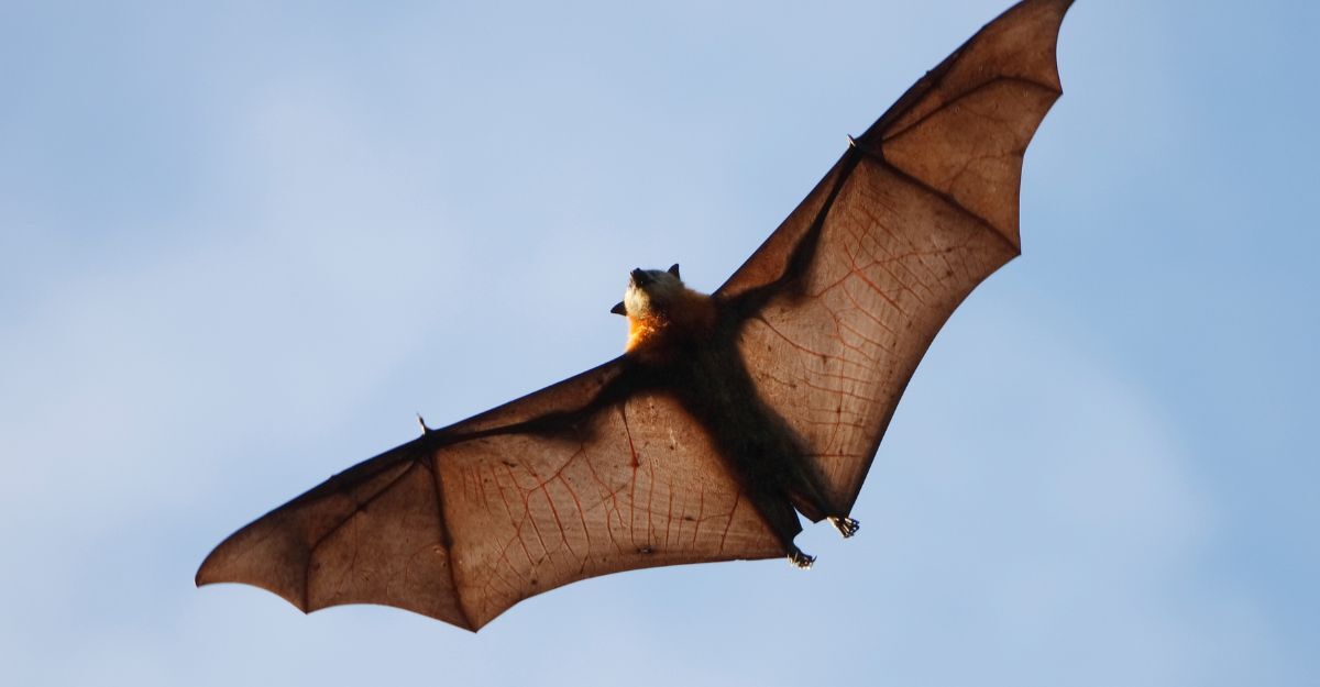Un pipistrello