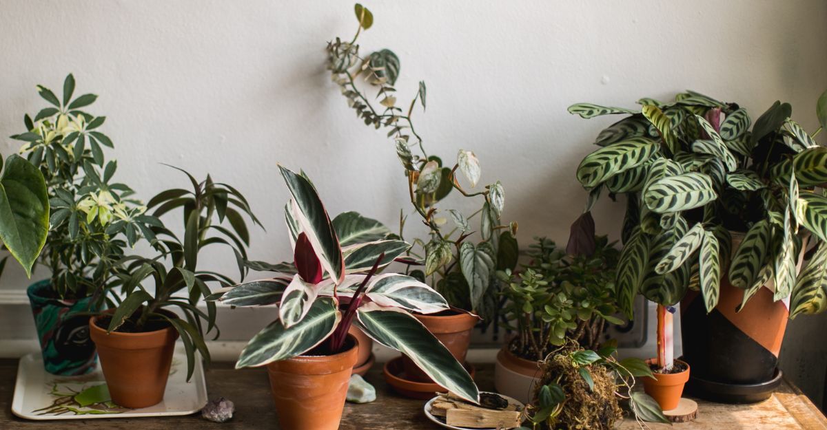 Vari vasi con piante in casa