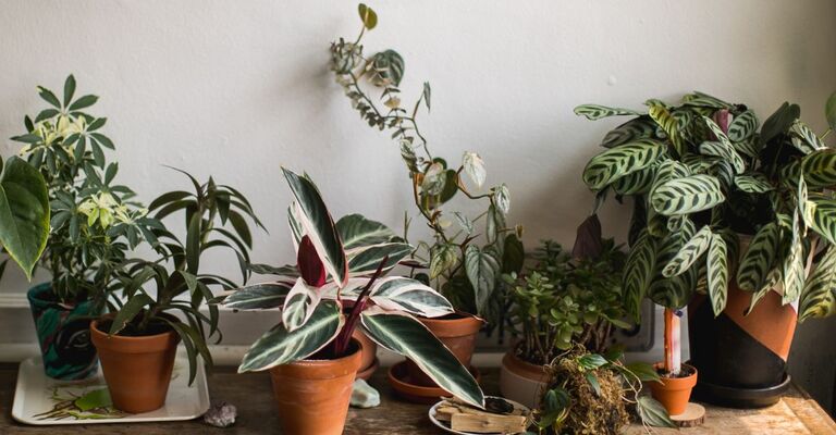 Vari vasi con piante in casa