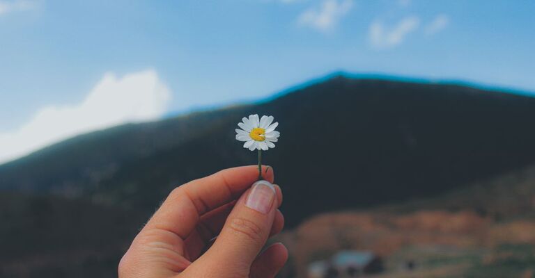 una mano di donna tiene una piccola margherita