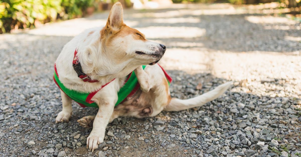 Jack Russel seduto che si gratta 