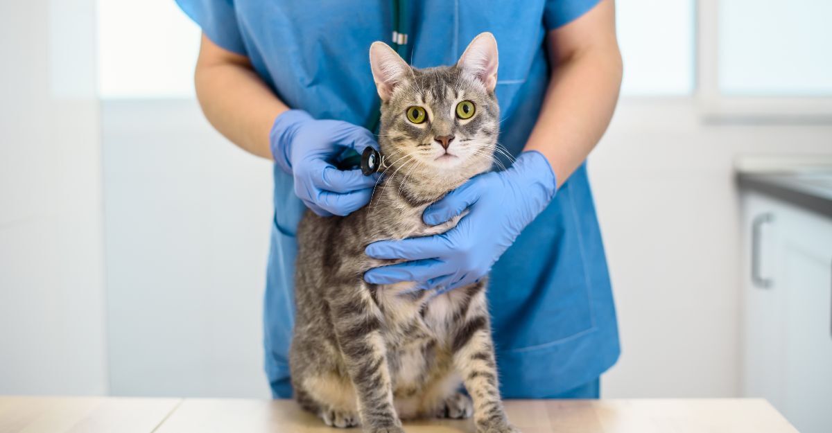 gatto dal veterinario