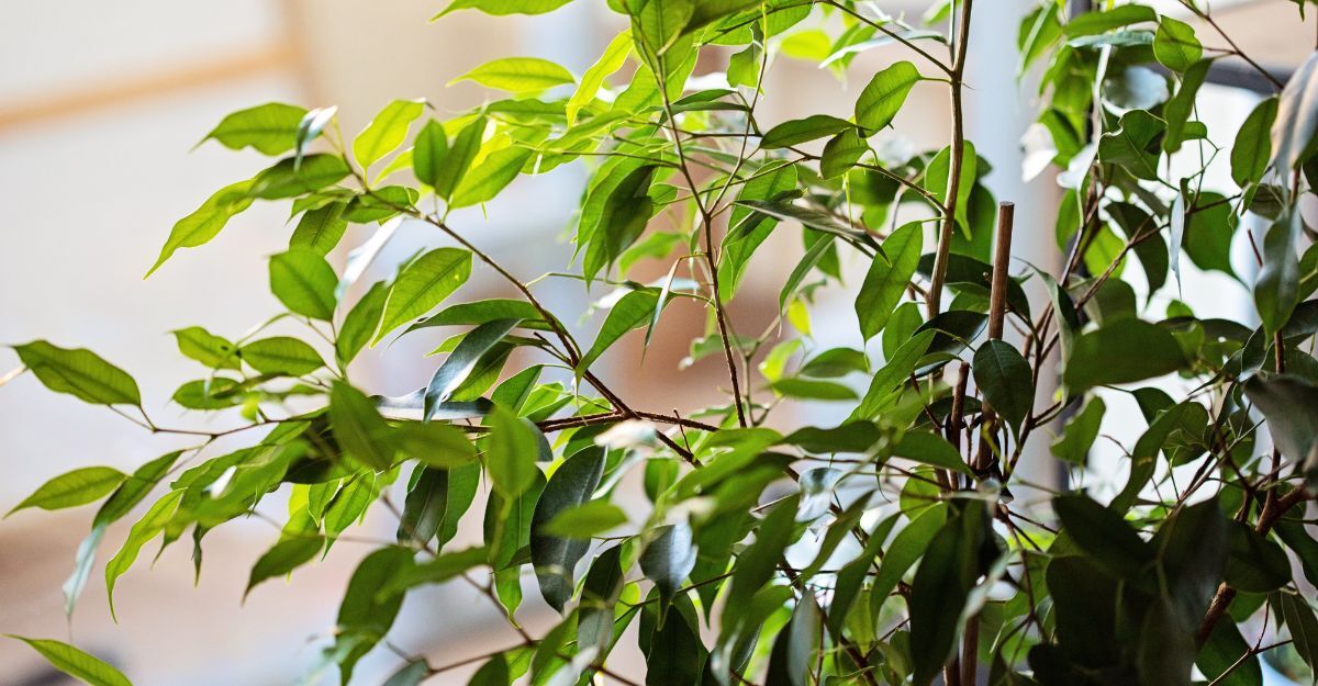 Una pianta di ficus benjamin