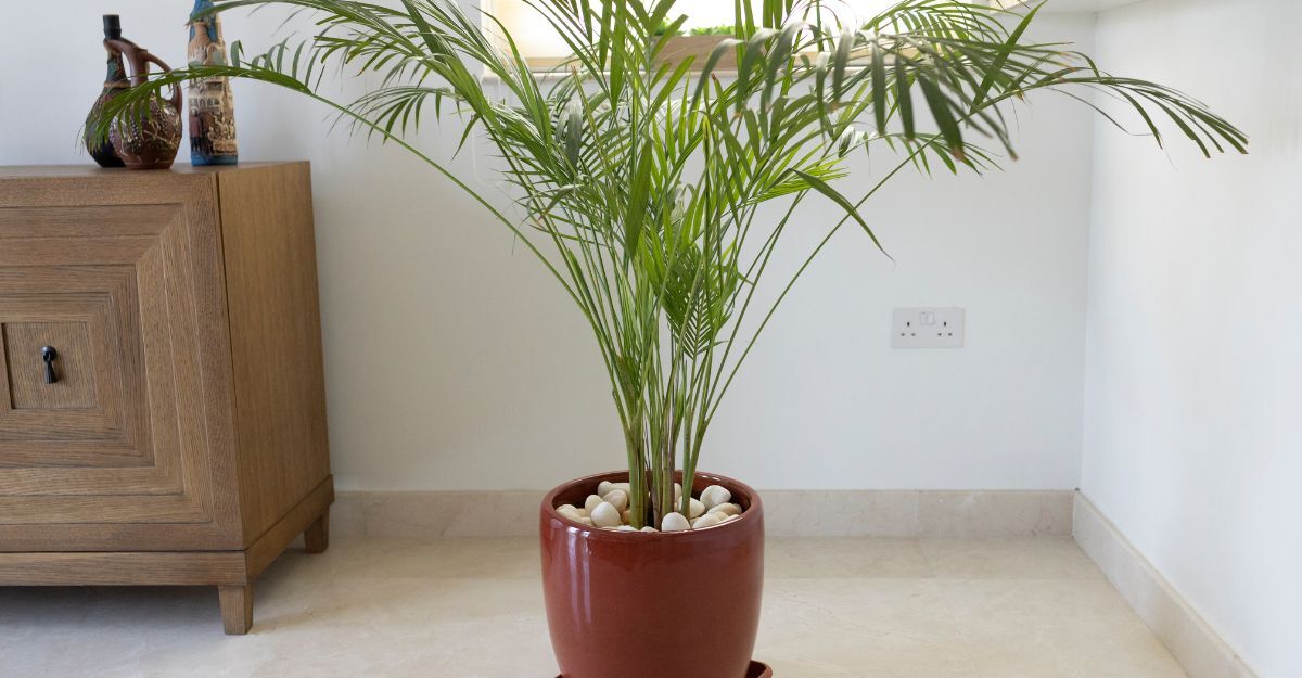 Una pianta di bambù