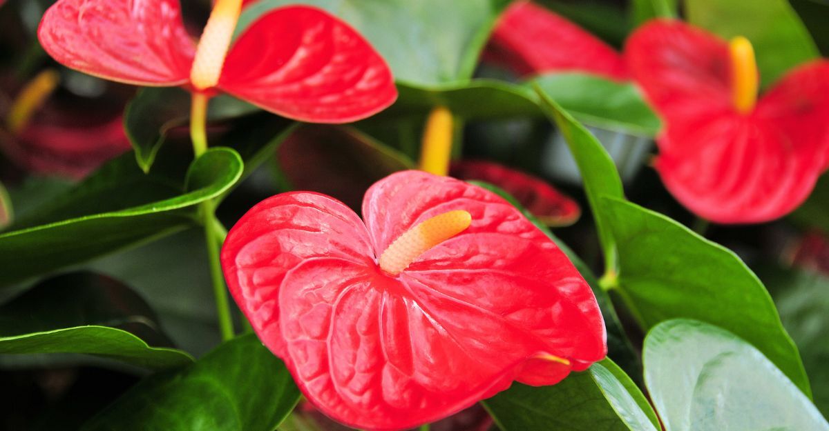 Una pianta di anthurium