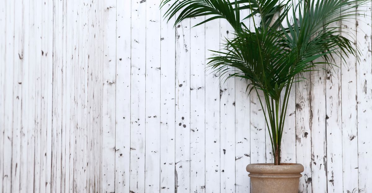 Una pianta di Kenzia