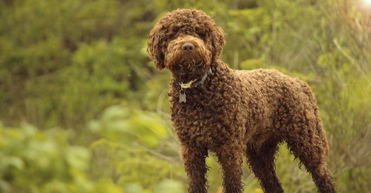 Un lagotto