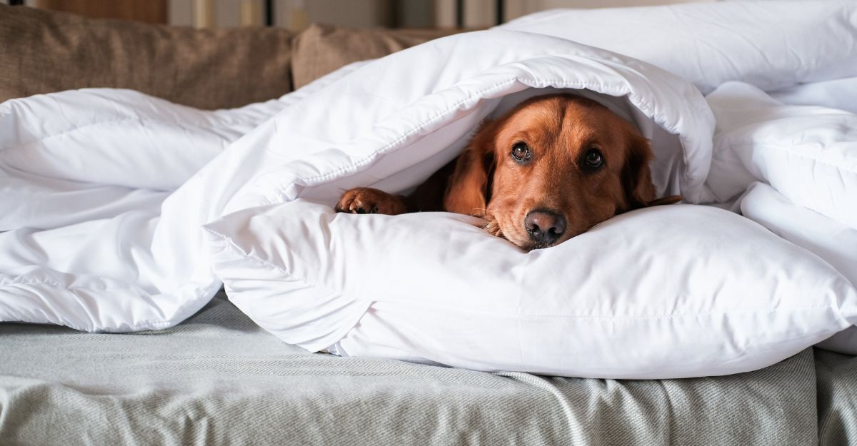cane dorme in mezzo ad un piumone