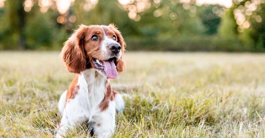 cane in un prato