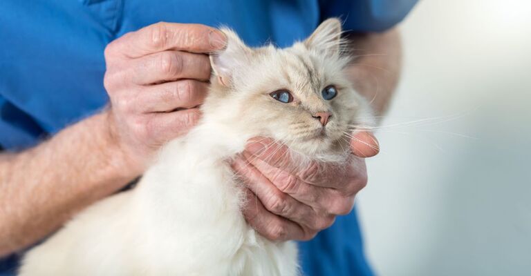Gatto che viene controllato dal veterinario